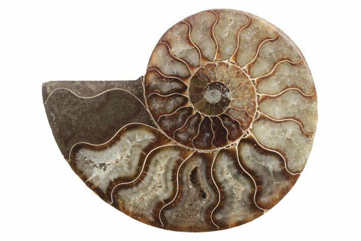 Cut & Polished Ammonite Fossil (Half) - Madagascar #223138